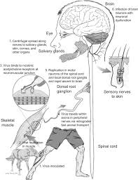 motor neuron diseases