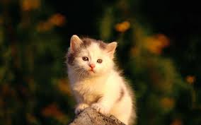 cute white turkish cat picture