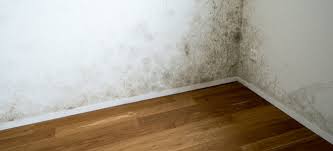 how to remove mold and mildew from your