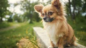 long haired chihuahua a guide to their