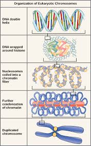 Image result for organization of gene in prokaryotes and eukaryotes