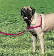 Details About Premier Petsafe Easy Walk Harness Stops Dogs Pulling Ex Large