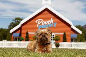 Pooch perfect is great folding laundry tv because it's light and fun. Bbc To Groom Dog Styling Competition Pooch Perfect Deadline