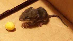 Baby Mouse I Found In My Basement