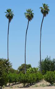 Washingtonia robusta (petticoat palme) topf 12 cm höhe 80cm. Ufei Selectree A Tree Selection Guide