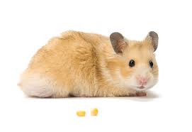 What Types Of Hamster Are The Friendliest Getting A