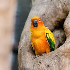 Interesting Facts About Sun Conures