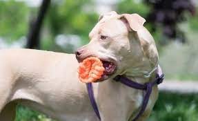 best chew toys for pit bulls 2023 reviews