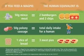 Feeding Magpies Healthy Wildlife Healthy Lives