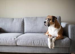 your dog off the furniture