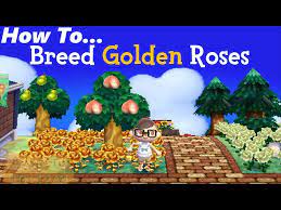 how to breed golden roses acnl you