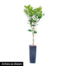 Dwarf Key Lime Tree For Gurney S