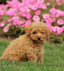 poodle dog shipping rates services