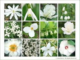 garden design using white flowers