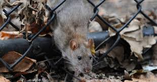 rats in new york what you need to know