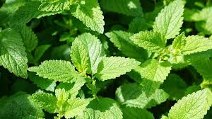Can Dogs Eat Mint All About Pets A
