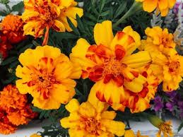 marigolds good for companion planting
