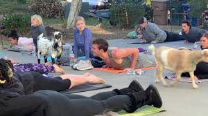 goat yoga at the cabra farmhouse