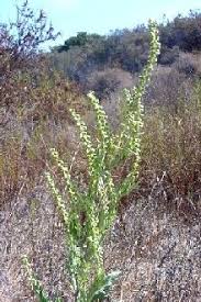 Species: Artemisia dracunculus