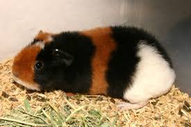 the best bedding for guinea pigs in