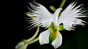 Il fiore nella foto in alto appartiene alla famiglia rubiacea, il suo nome scientifico è psychotria elata ed è stata opportunamente rinominata la pianta del bacio. L Esploratore Le Piante Piu Bizzarre E Particolari Del Mondo
