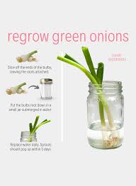 how to regrow vegetables from ss