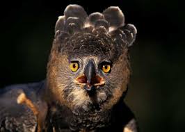 21 crowned eagle facts guide to africa