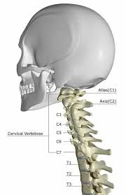 Just connect the controller to your iphone, press the backbone button to open the app, and instantly start playing games like call of duty®: Anatomy Back Bone Back View Bone Bone Structure