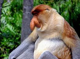 Mexico, central and south america. Why Is The Proboscis Monkey S Nose So Long Animal Quiz The Best Animals In The World