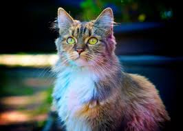 Blue frost siberian cats, lambertville, michigan. Multi Colored Cat Breeds The Full List To Choose From