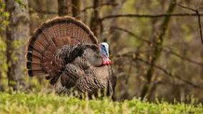 are-turkey-populations-declining-in-nc