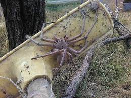 По меркам австралии размеры паука достаточно скромны — от 1,5 до 3 см. Uchenye Vyyasnili Chto Avstralijskie Pauki Sposobny Unichtozhit