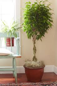 Tips For Caring For Your Ficus Tree
