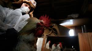 Bird flu first broke out in india in 2006. Russia Records First Cases Of Human Infection With Bird Flu Strain H5n8 World News Sky News