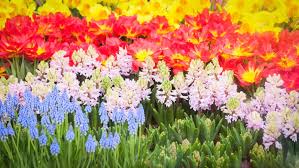 flower garden stock photos images and