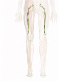 Sciatic Nerve Anatomy Pictures And Information