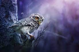 owl wallpapers top free owl