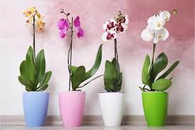 Make sure you know which plants are most deadly to avoid. Are Orchids Poisonous To Cats