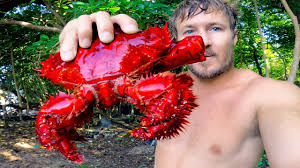 Giant crab, robber crab, coconut crab, aldabra, seychelles. Rare King Crab Coconut Crab Eating Delicious Seafood Youtube