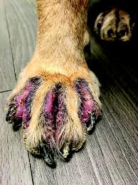 dermatophytoses in dogs and cats