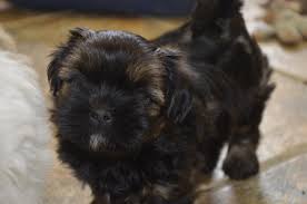 This site uses akismet to reduce spam. Shih Tzu Puppies Available
