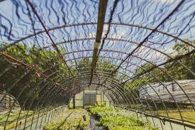 Best Rebar Greenhouse Plans
