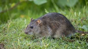 Getting Rid Of Mice In Yard How To Get