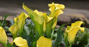 Yellow flowers that look like lilies. 30 Types Of Yellow Flowers With Pictures Flower Glossary
