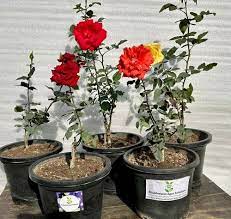 10 inch red dutch grafted rose plant