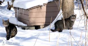 One of the most important things you can offer feral cats during miserable weather is shelter. Outdoor Cats Winter Tips Outdoor Shelter To Take Care Of A Cat Outside