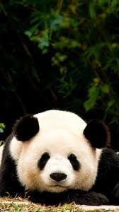 Cute Baby Panda iPhone Wallpaper Fresh ...