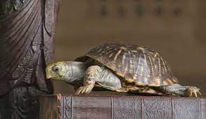 Vastu Tips Keep Feng Shui Tortoise In