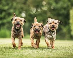 border terriers the dogs with endless