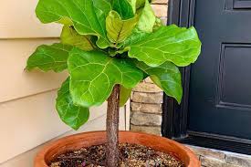 how i saved my fiddle leaf fig tree